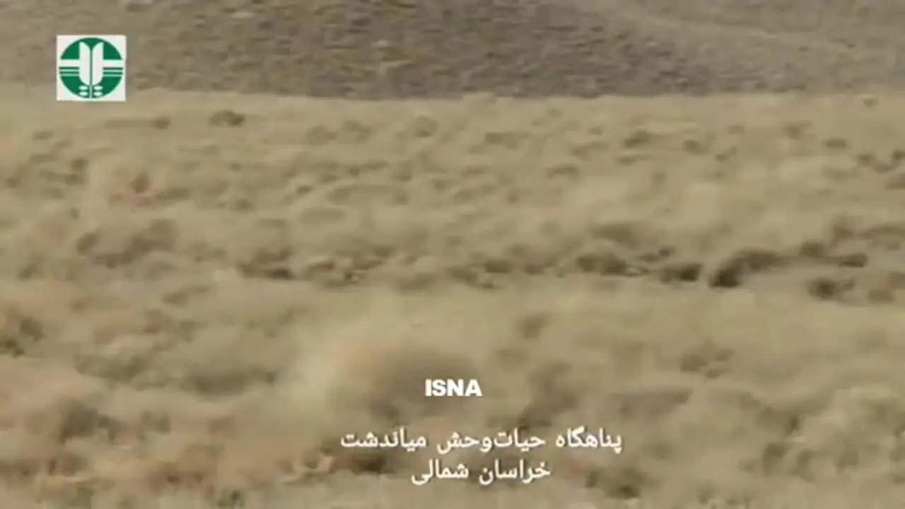 ببینید؛ زیباترین تصاویر از دویدن های ۴ توله یوز و مادر در میاندشت