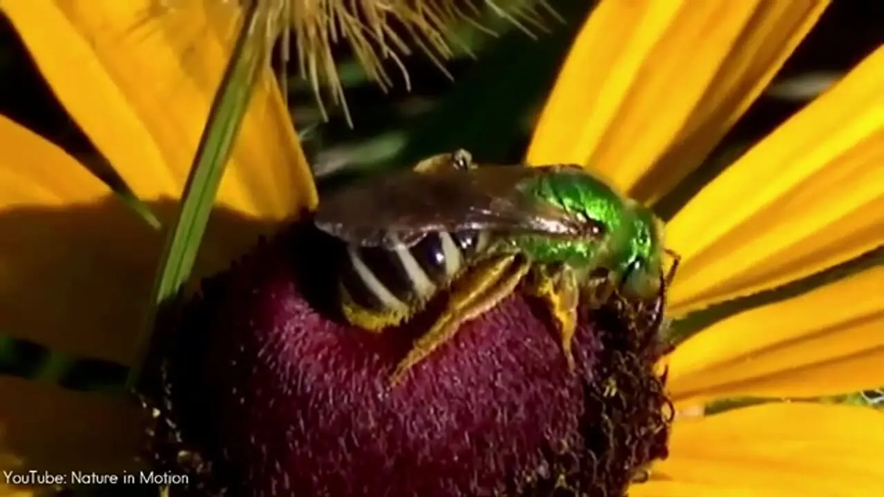 5 گونه از زیباترین زنبورهای جهان از میان 16 هزار گونه کشف شده