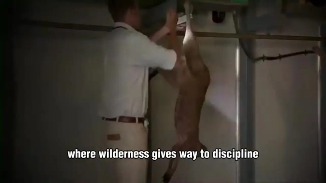 ببینید| چگونه استرالیایی ها هزاران کانگورو را برای تولید گوشت پرورش می دهند؟