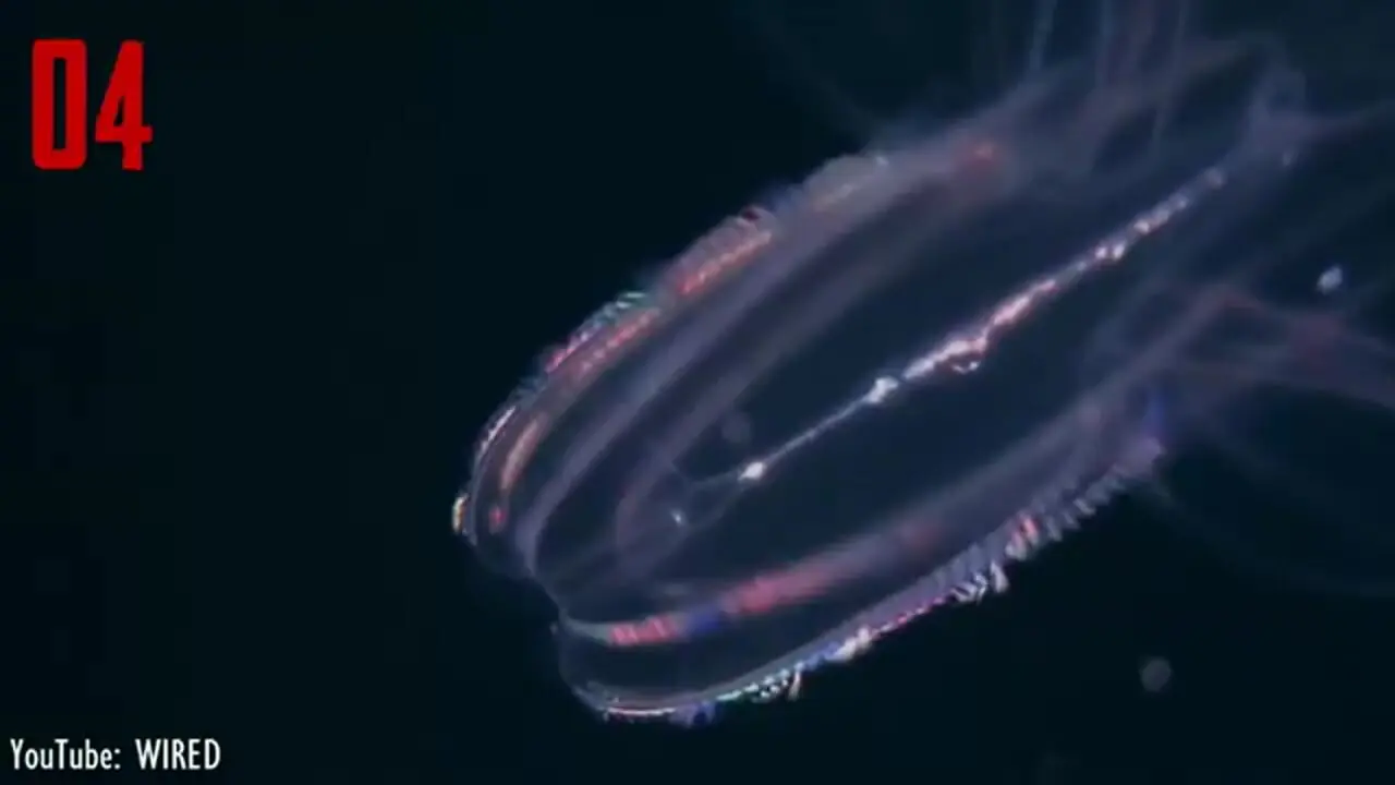 8 موجود شگفت انگیز دریایی که در اعماق تاریک اقیانوس ها می درخشند