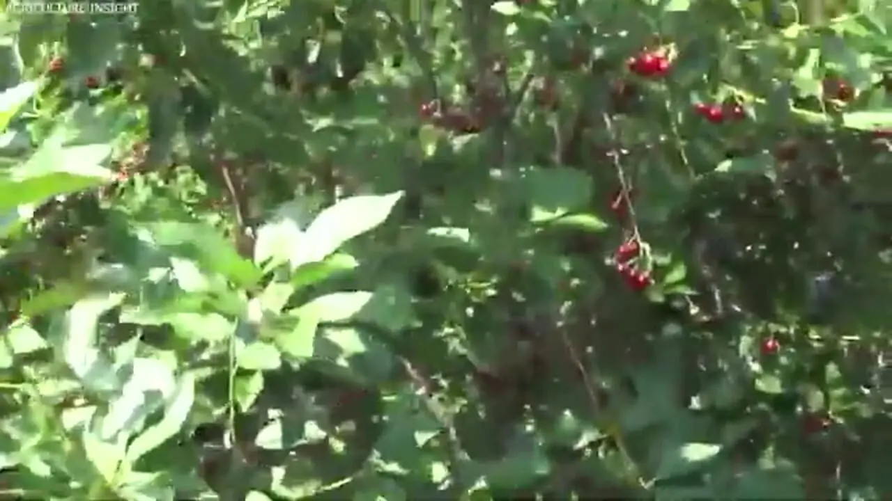 چگونه آمریکایی ها صدها تن گیلاس را برداشت و فرآوری می کنند؟