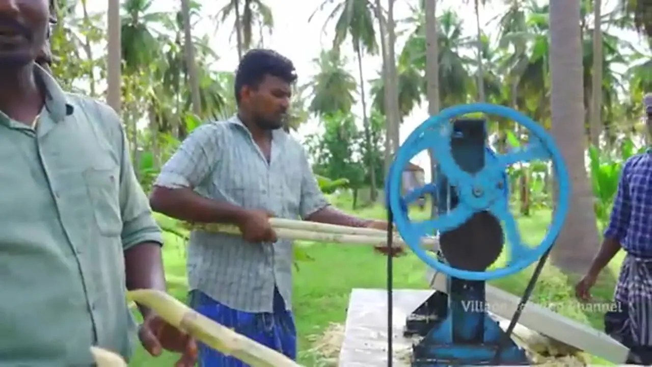 غذای روستایی در هند؛ برداشت نیشکر از مزرعه و تهیه نوشیدنی با آن