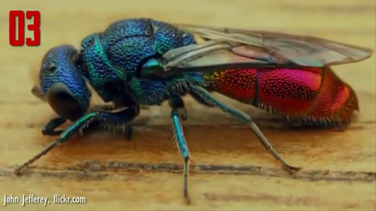 ۵ گونه حشره زیبا که باور نمی‌کنید واقعی باشند