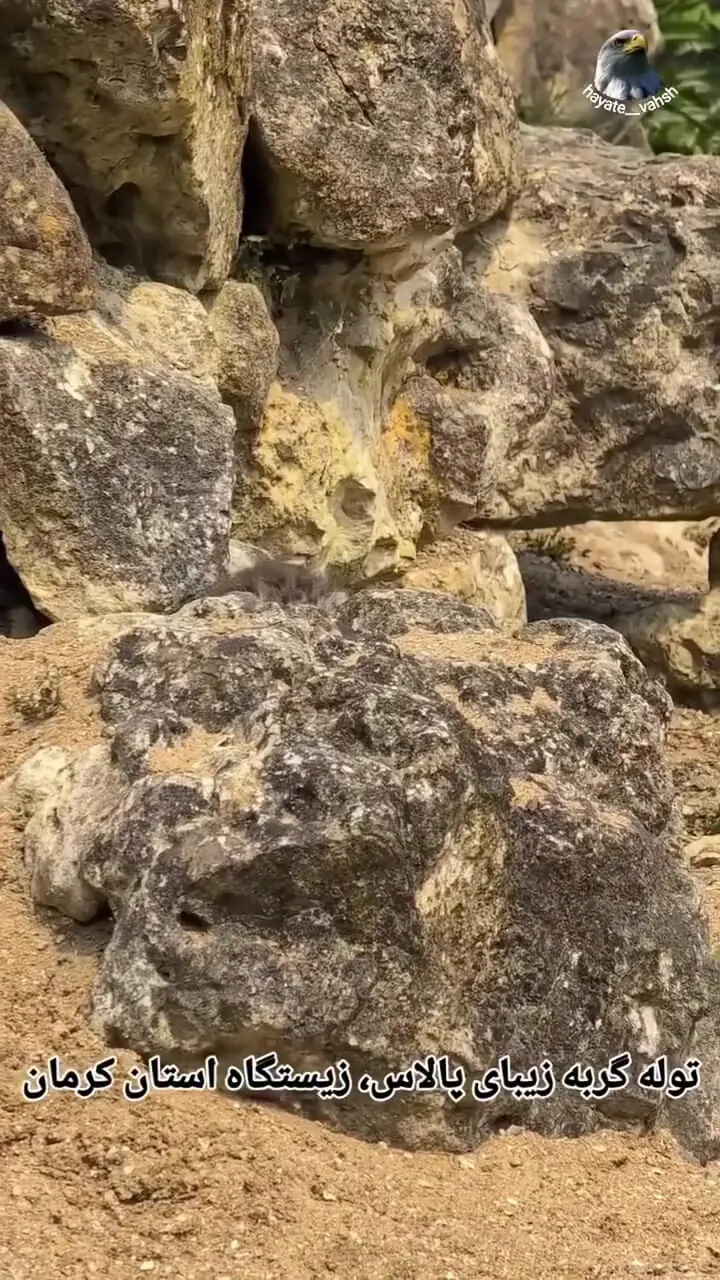 ببینید؛ دیده شدن حیوانی که مثل روح در ایران زندگی میکند؛ دیدن آن یک کشف بزرگ است!