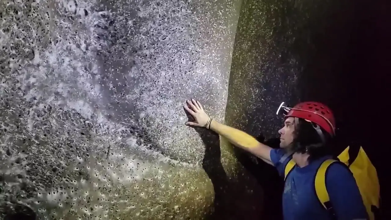 کشف بزرگترین کلونی عنکبوتها با بیش از ۱۱۱ هزار تار