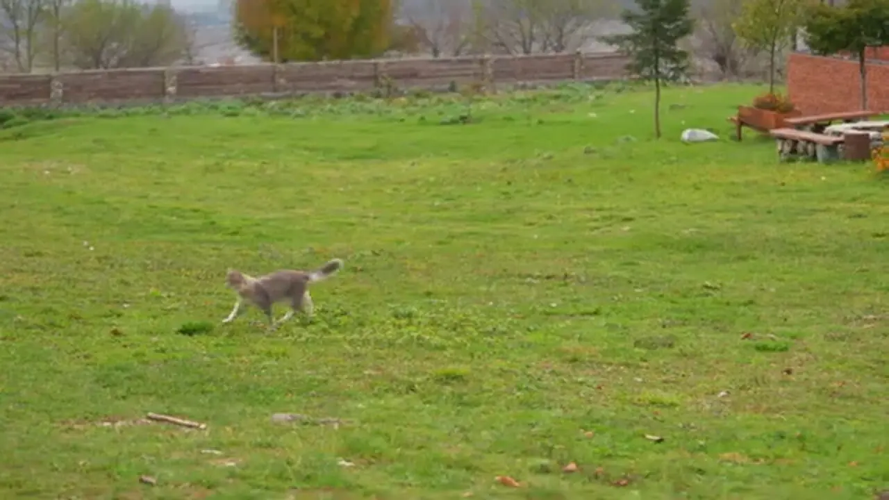 ببینید| غذای روستایی در آذربایجان؛ برداشت انار و تهیه آب انار به روش سنتی