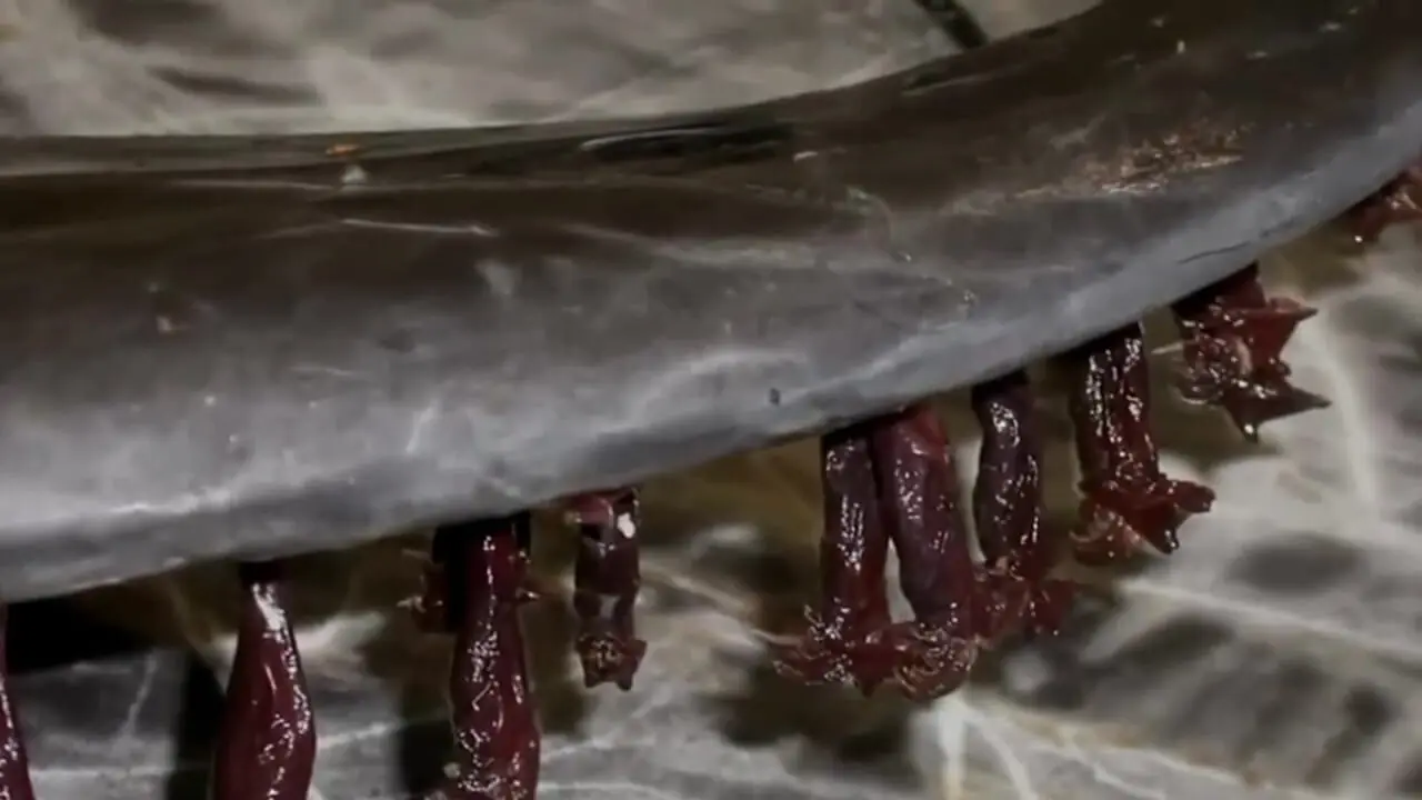 ۱۰ موجود دریایی عجیب که گویی از دل داستان های علمی تخیلی بیرون آمده اند!