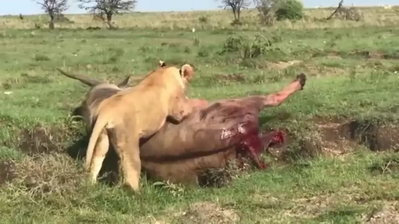 ببنیید| شکار سخت یک آنتلوپ غول پیکر توسط شیر ماده
