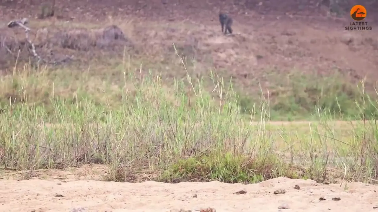 ببینید؛ اعتماد به نفس مرگبار بابون در برابر شیرها