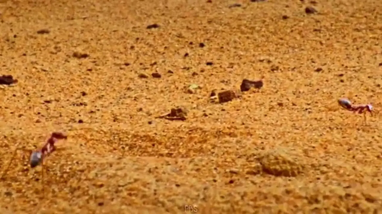 10 گونه از زیباترین و رنگارنگ ترین مورچه های جهان