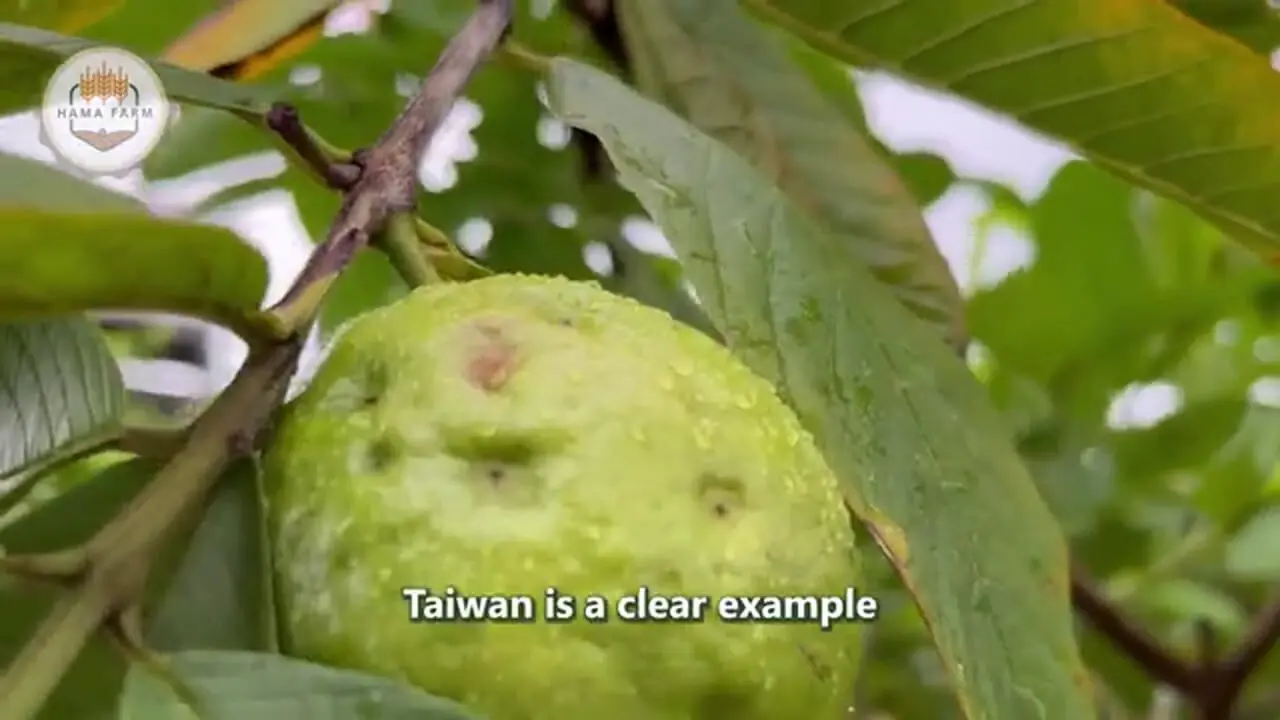 چگونه تایلندی ها میلیون ها نارگیل را برداشت و فرآوری می کنند؟