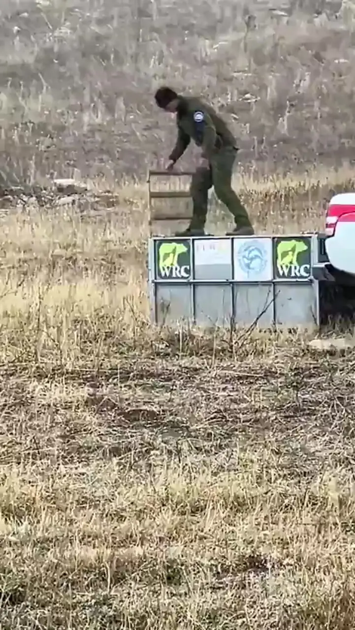 ببینید؛ لحظه حمله خرس به محیطبان بعد از آزادسازی در طبیعت!