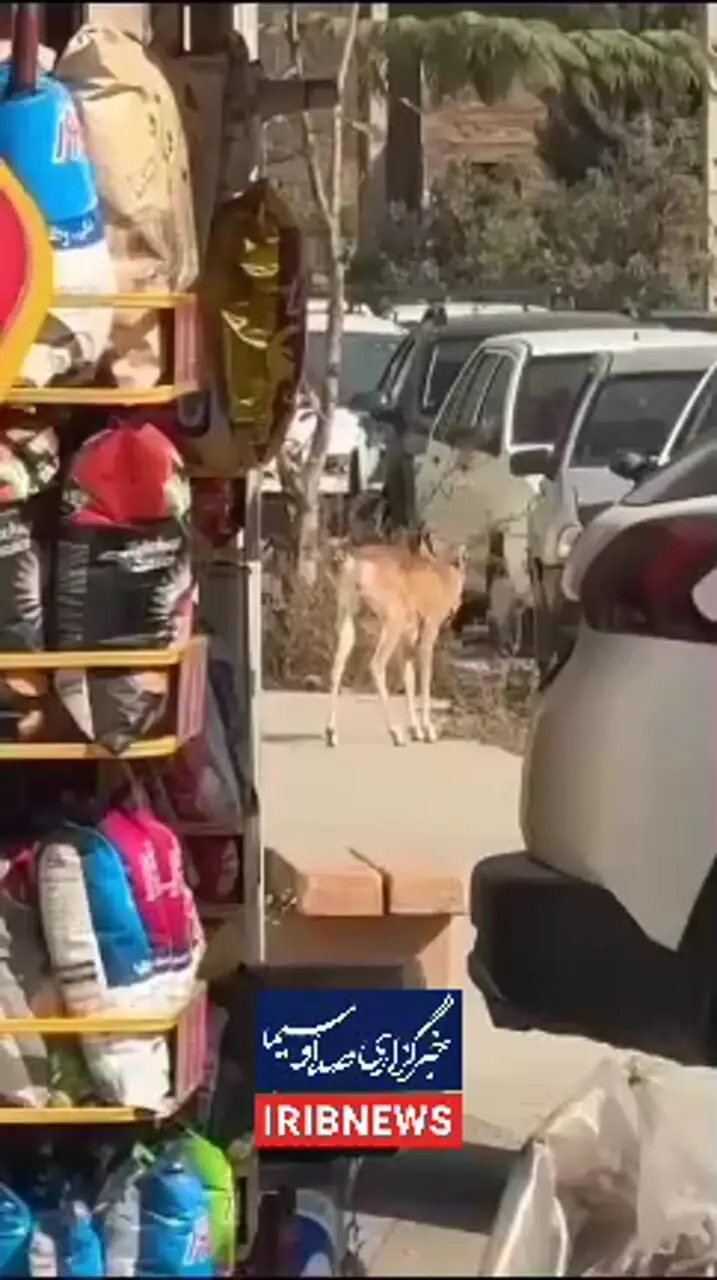 ببینید؛ ورود میش وحشی به معابر شهری لواسان