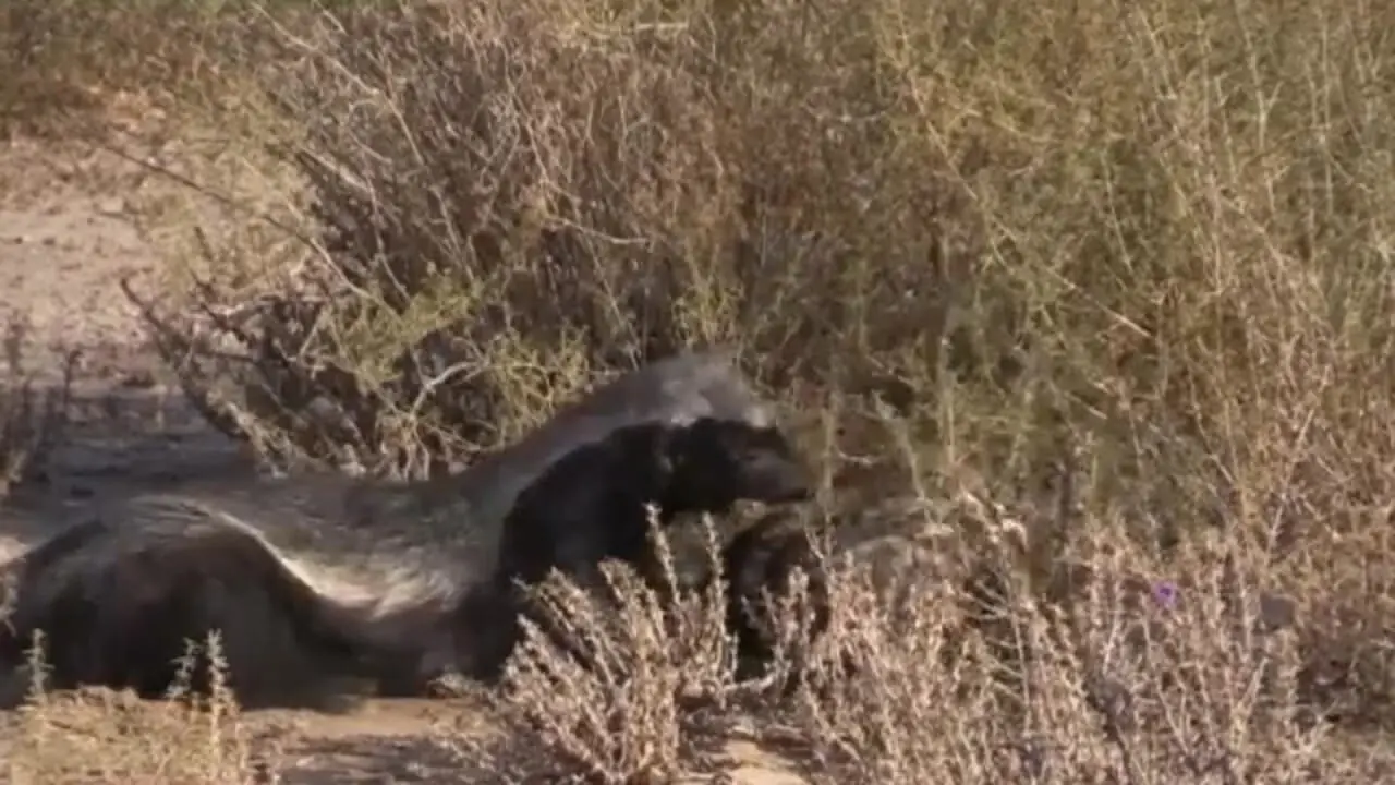 لاک‌پشت بدشانس از چنگ شغال جان سالم به در برد و قربانی گورکن شد!