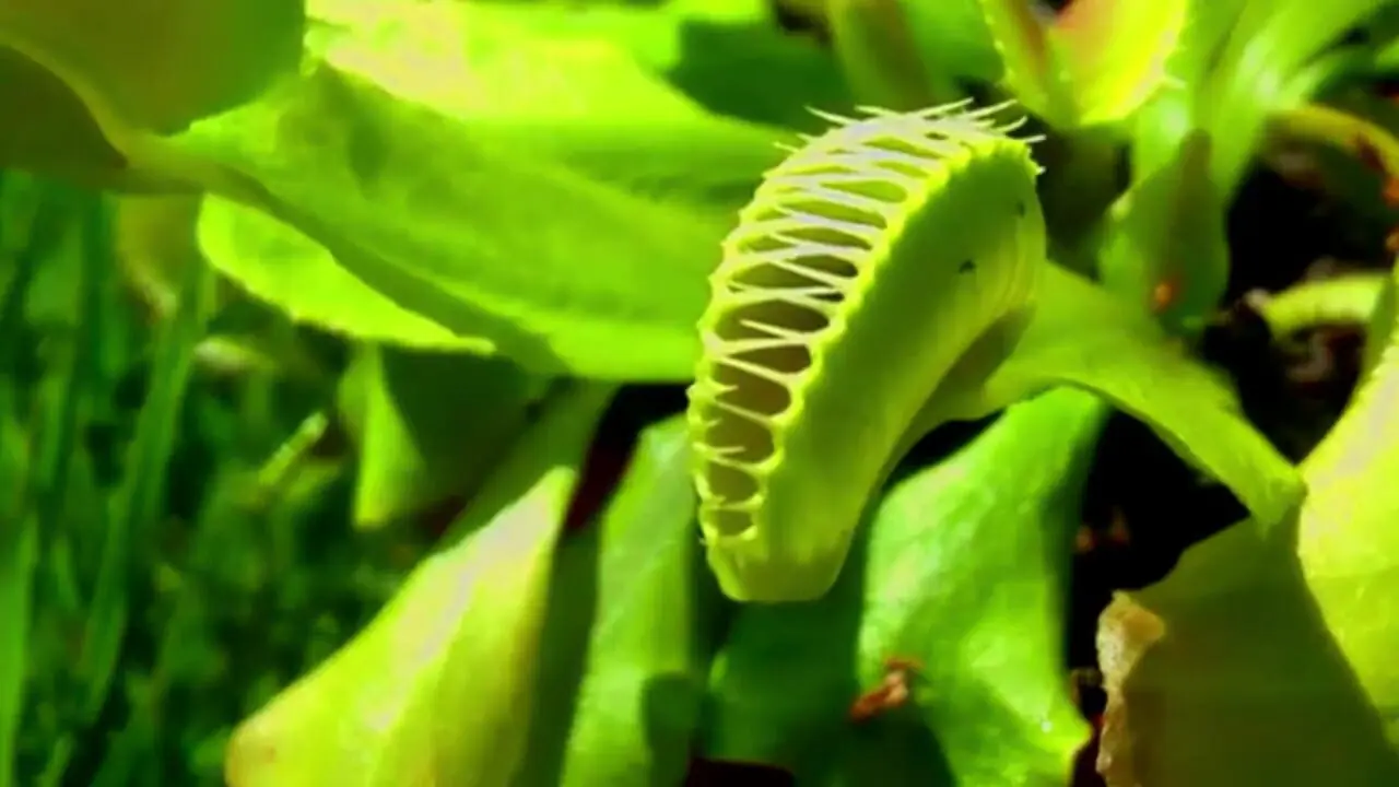 ببینید| آشنایی با 5 گونه گیاه گوشت خوار شگفت انگیز 