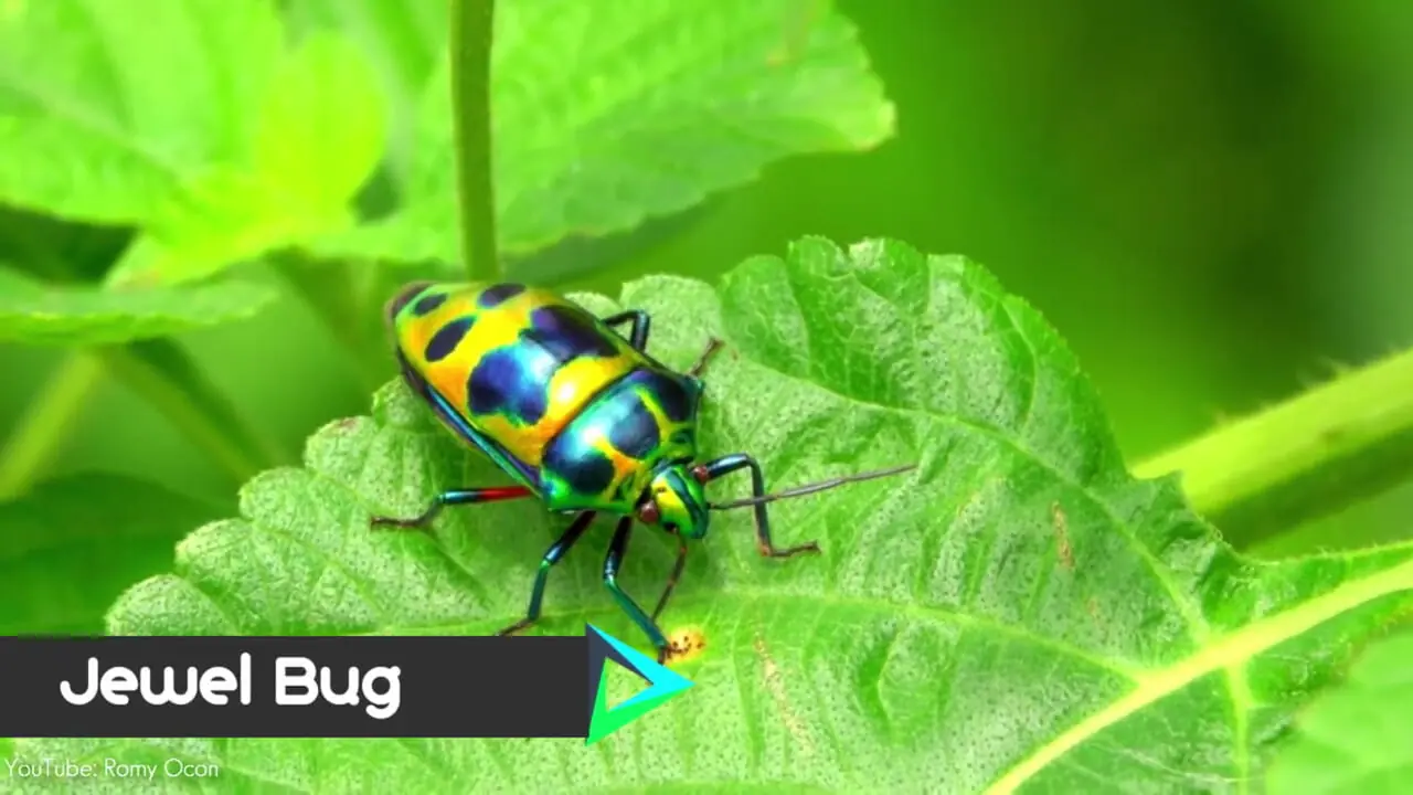 ببنیید| 10 گونه سوسک شگفت انگیز که شبیه جواهرات هستند!