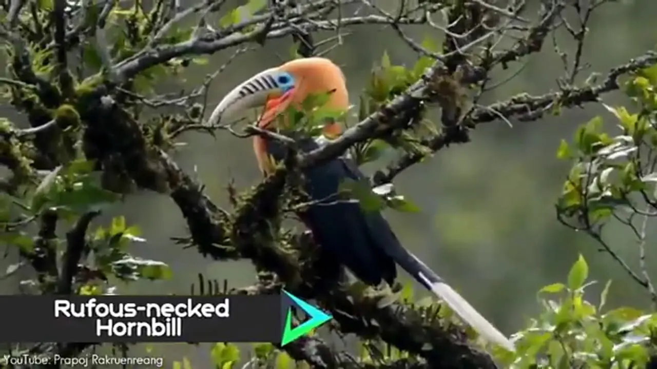 7 گونه از زیباترین و عجیب ترین پرندگان شاخ دار در جهان