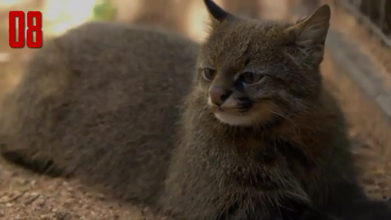 15 گونه گربه وحشی کمتر شناخته شده و کمیاب که شما را شگفت زده می کنند
