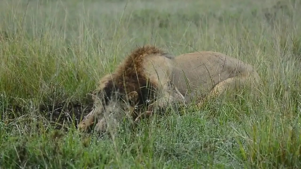 لحظه شکار گراز گیر افتاده در چاله توسط یک شیر نر گرسنه