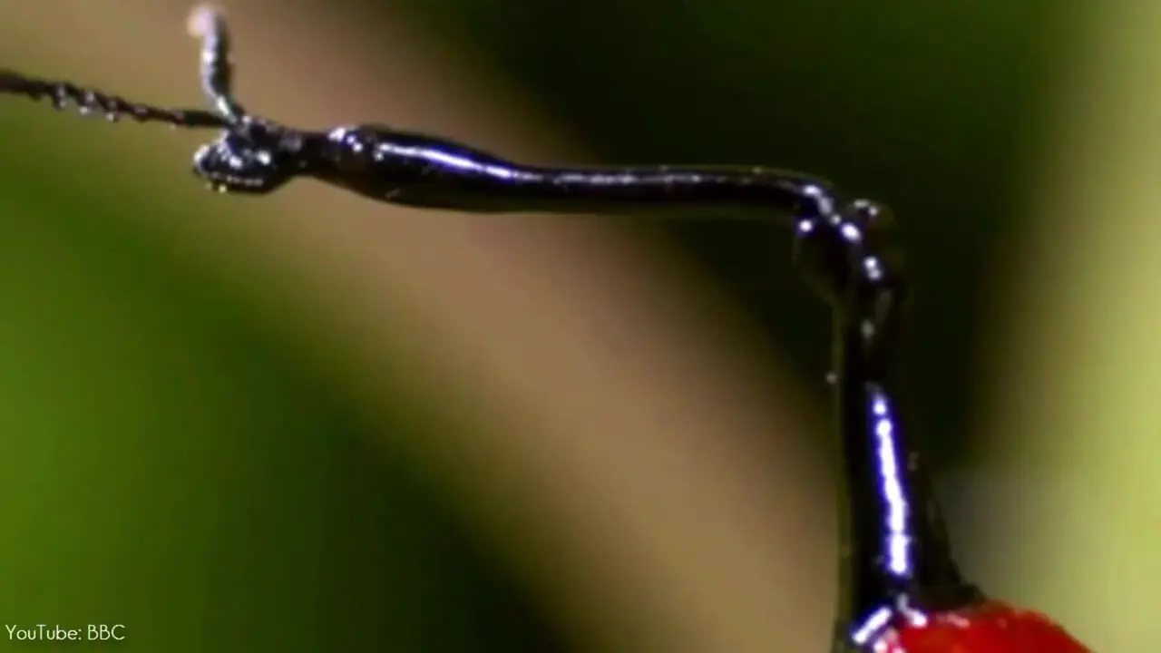 ببینید| زیباترین و بامزه ترین سوسک های خرطوم دار جهان