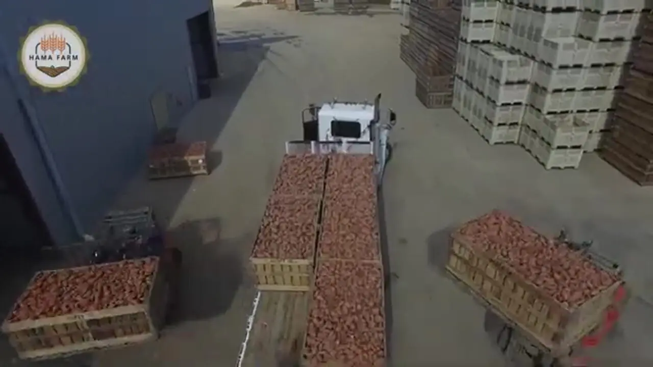 ببییند| چگونه کشاورزان ژاپنی صدها تن کلم را از مزارع برفی برداشت می کنند؟