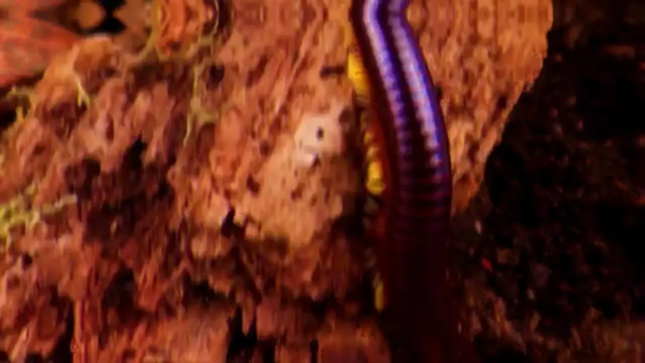 5 گونه از زیباترین و رنگارنگ ترین هزارپاهای جهان از میان 12 هزار گونه کشف شده