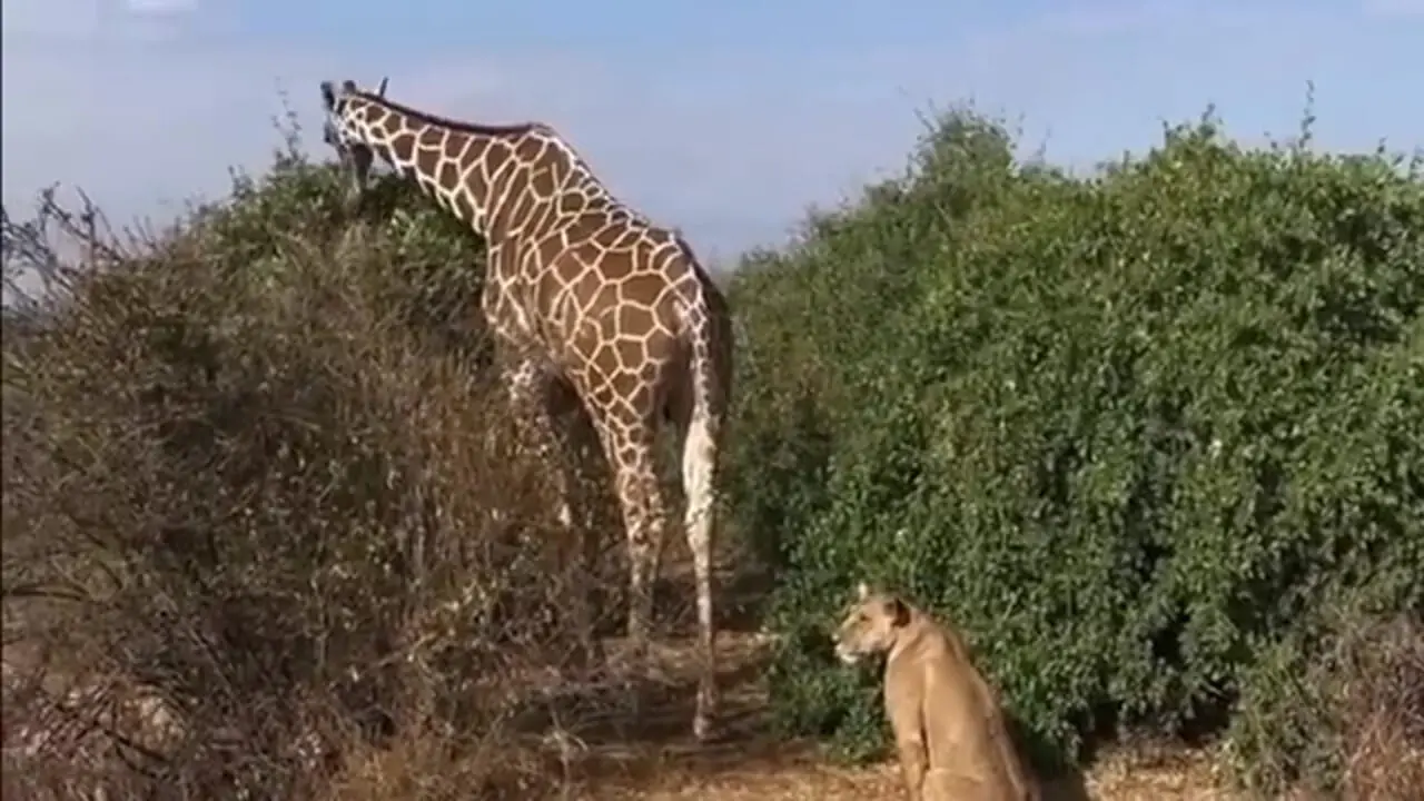 تلاش عجیب «شیر تنها» برای شکار زرافه!