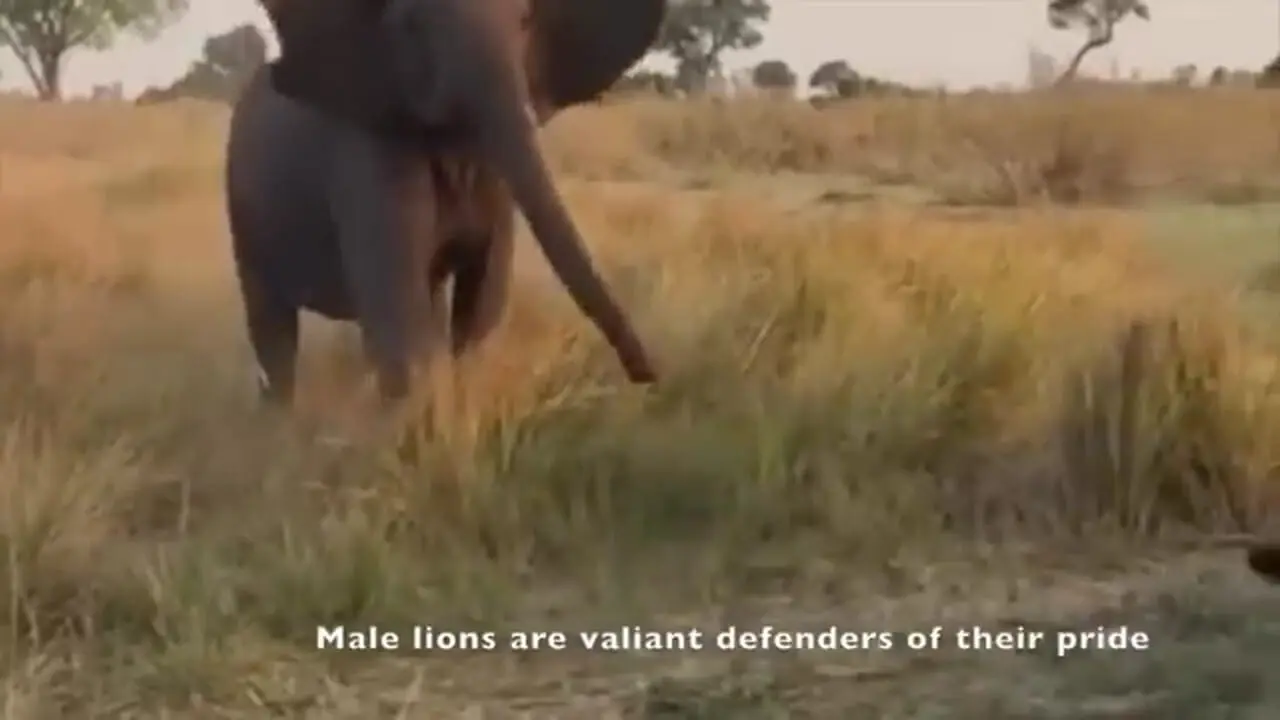 حمله شجاعانه «شیر نر» به «فیل» برای محافظت از شیر ماده