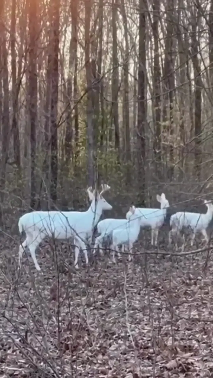 ببینید| گشت‌و‌گذار خانوادگی گوزن‌های سفید