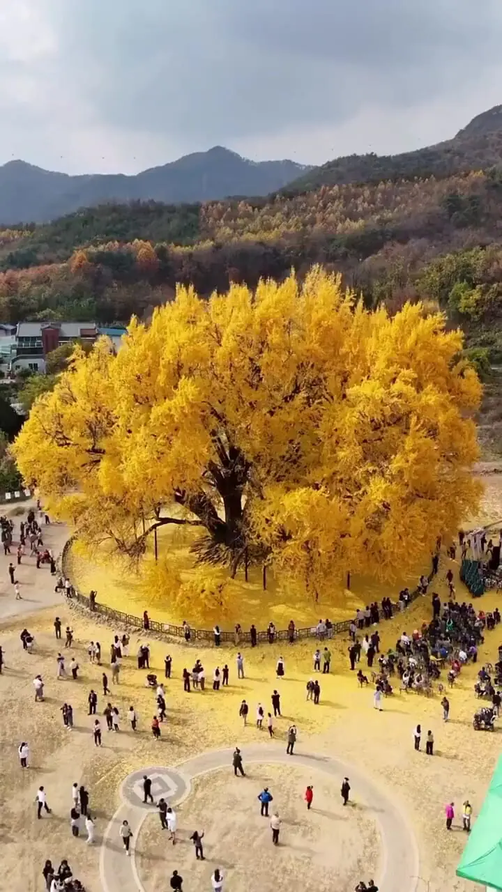 زیبایی جاودانه طبیعت؛ درخت ۸۰۰ ساله در کرهجنوبی