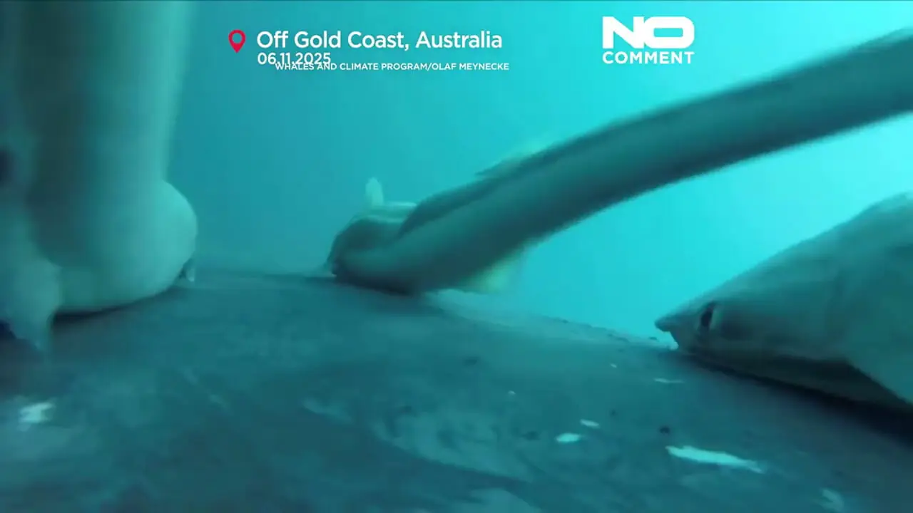 لحظات دیدنی موجسواری ماهیهای ریمورا با نهنگها