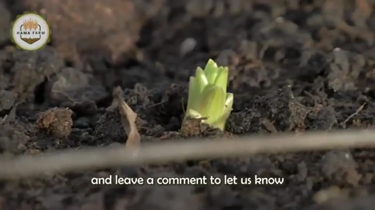 چگونه میلیون ها گل لیلیوم در هلند کاشت، برداشت و فرآوری می شود؟