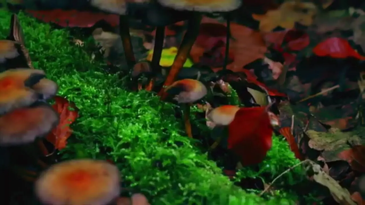 سنجاب پرنده کوتوله ژاپنی؛ بامزه ترین سنجاب دنیا