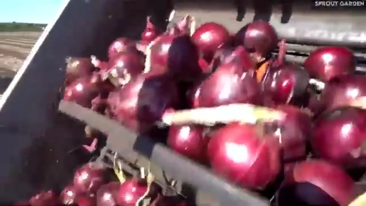 چگونه کشاورزان آمریکایی هزاران تن پیاز را برداشت می کنند؟