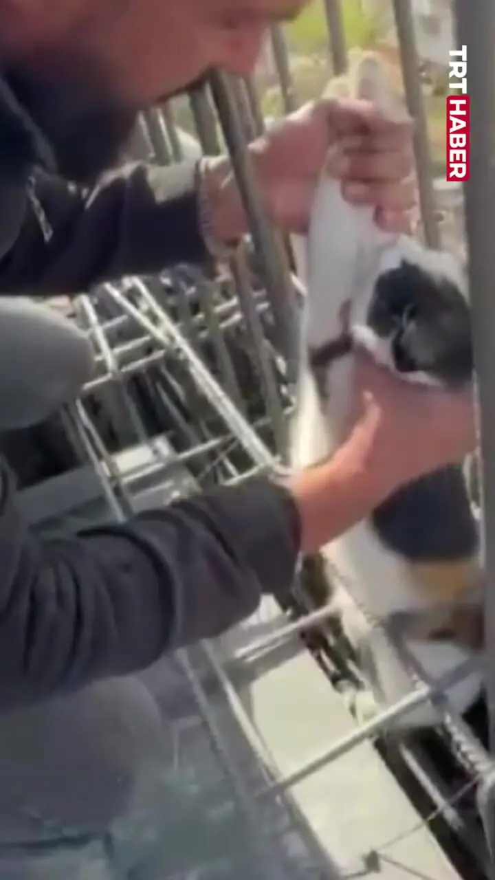 ببینید؛ نجات گربه گیر کرده میان میلگردهای یک ساختمان