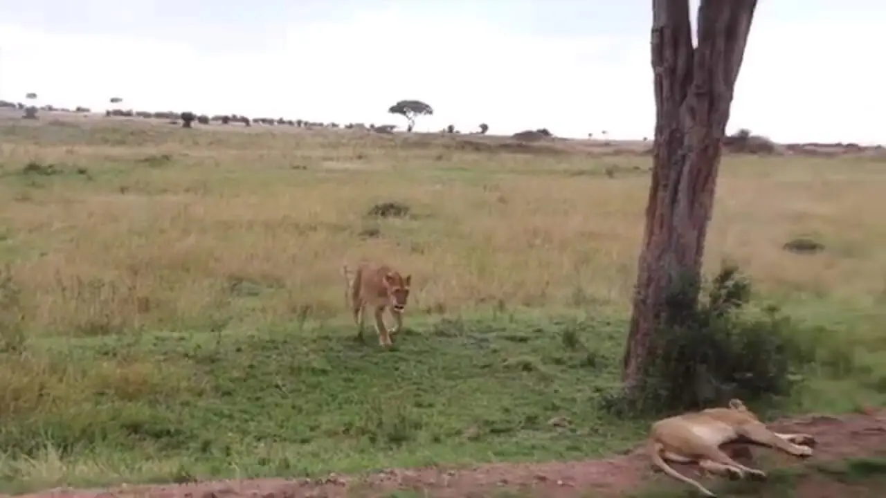 مقاومت جانانه یوزپلنگ در برابر حمله شیر گرسنه