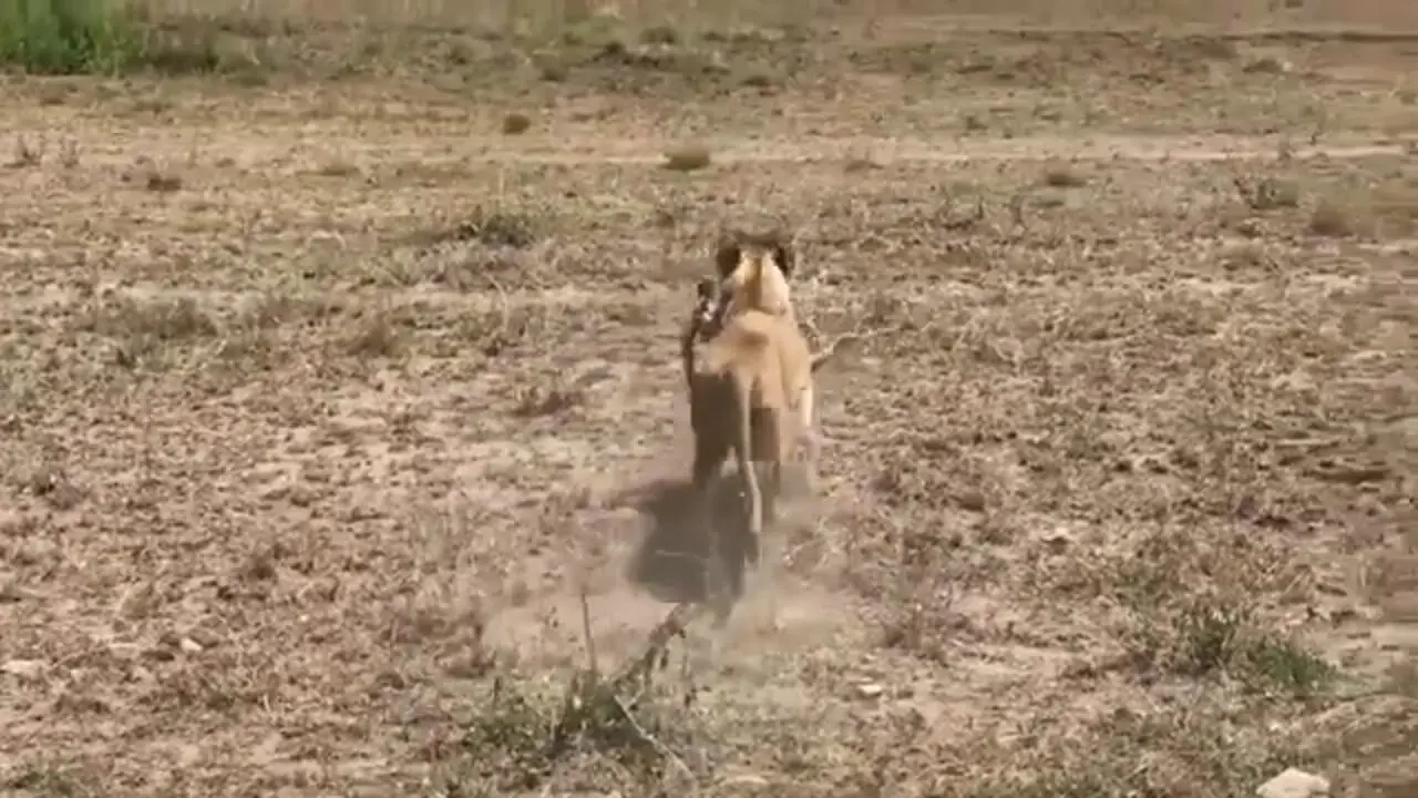 ببینید| اشتباه هولناک «غزال» در برابر «شیر» گرسنه!