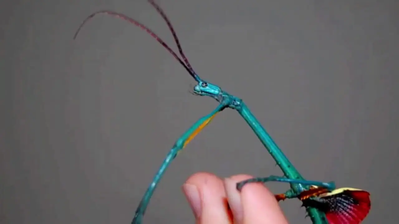 زیباترین و رنگارنگ ترین حشره چوبی جهان از بین 3000 گونه کشف شده