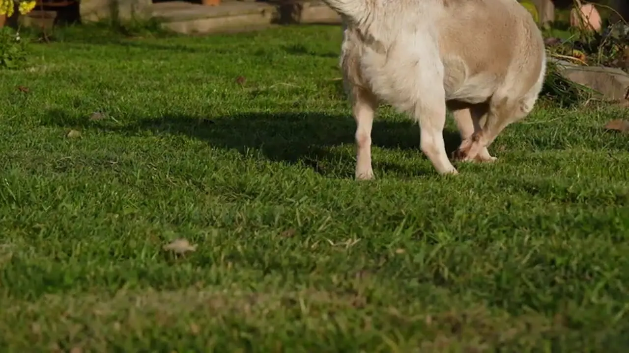 غذای روستایی در آذربایجان؛ برداشت خرمالو و پخت یک کیک با آن در طبیعت