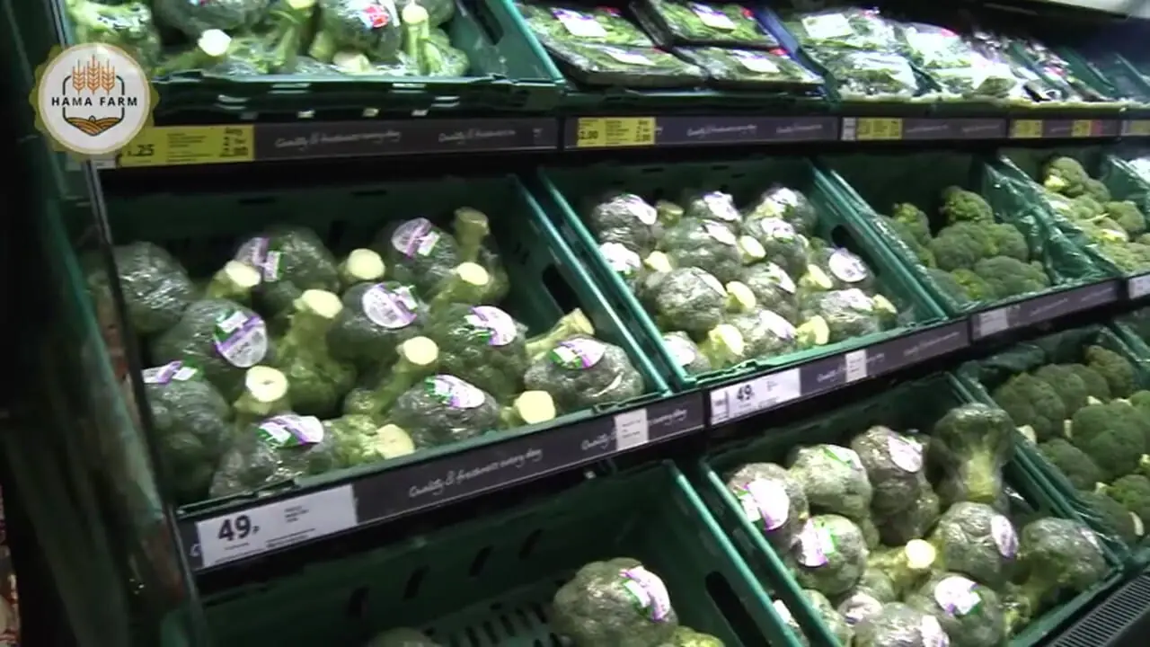 ببینید| چگونه آمریکایی ها هزاران تن کلم بروکلی را برداشت و فرآوری می کنند؟