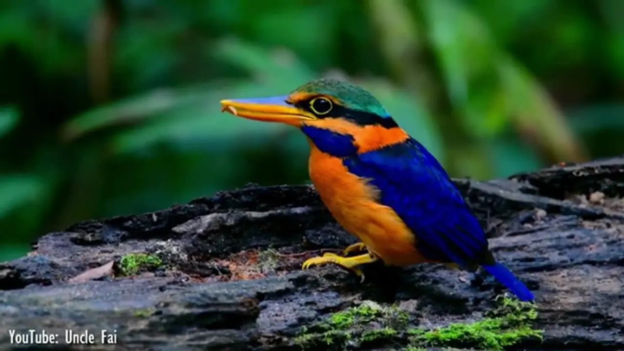 ببینید| 10 گونه از زیباترین و رنگارنگ ترین پرندگان ماهی خورک جهان