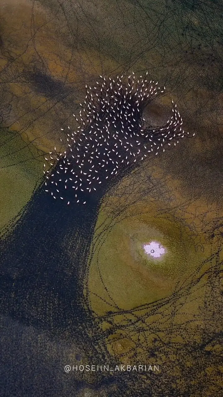 ببینید؛ نقاشی انتزاعی مهارلو؛ رقص فلامینگوها بر بوم رنگین دریاچه