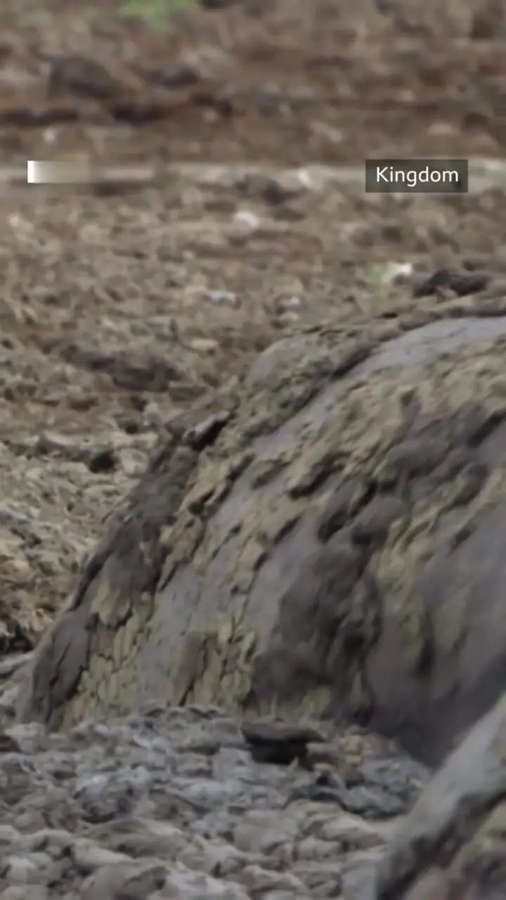 ببینید؛ جسارت تولهپلنگها و رویارویی پرتنش با اسب آبی