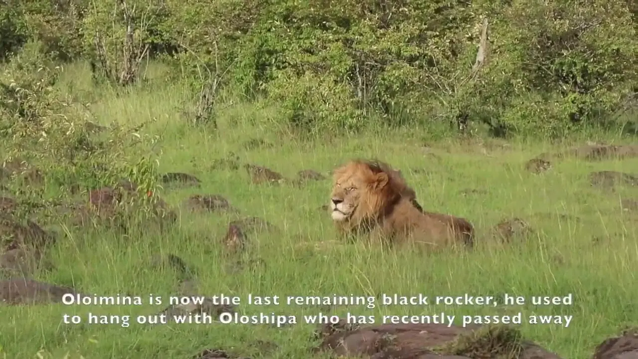 ببینید| تلاش شیر نر برای پس گرفتن شکارش از دو تمساح قلدر!