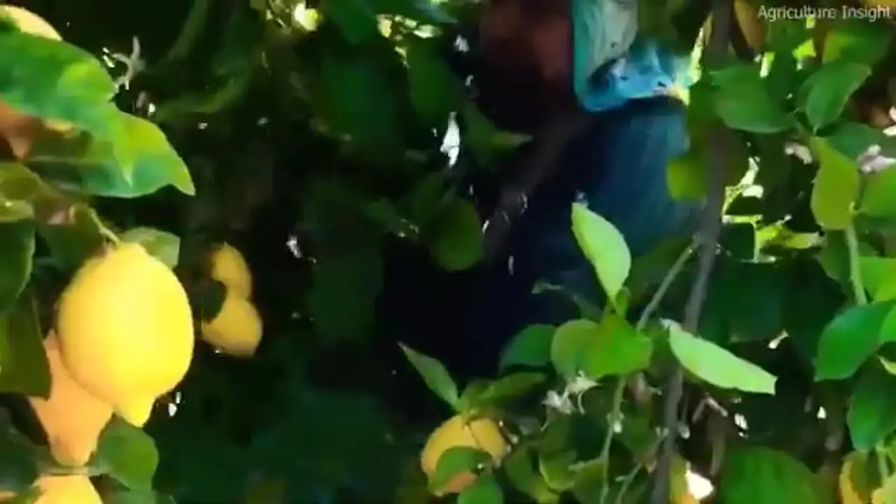 ببینید| چگونه کشاورزان آمریکایی صدها تن لیمو را برداشت می کنند؟