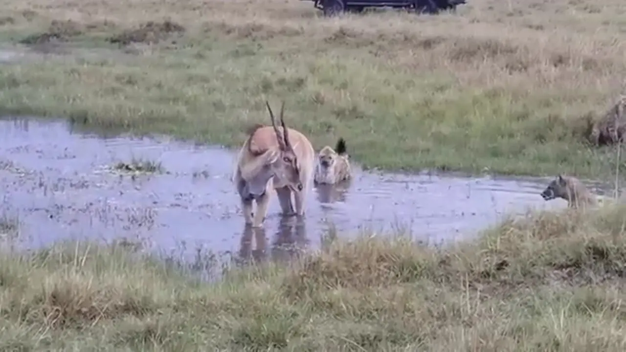 دفاع جانانهٔ آنتولوپ محاصرهشده در برابر چهار کفتار گرسنه