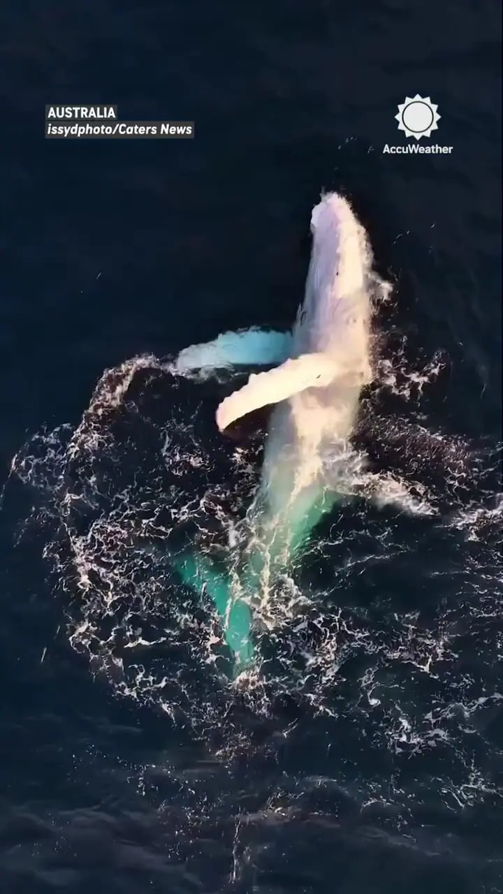 ببینید؛ شکار لحظهای باورنکردنی؛ نمایش خیرهکننده نهنگ سفید کمیاب