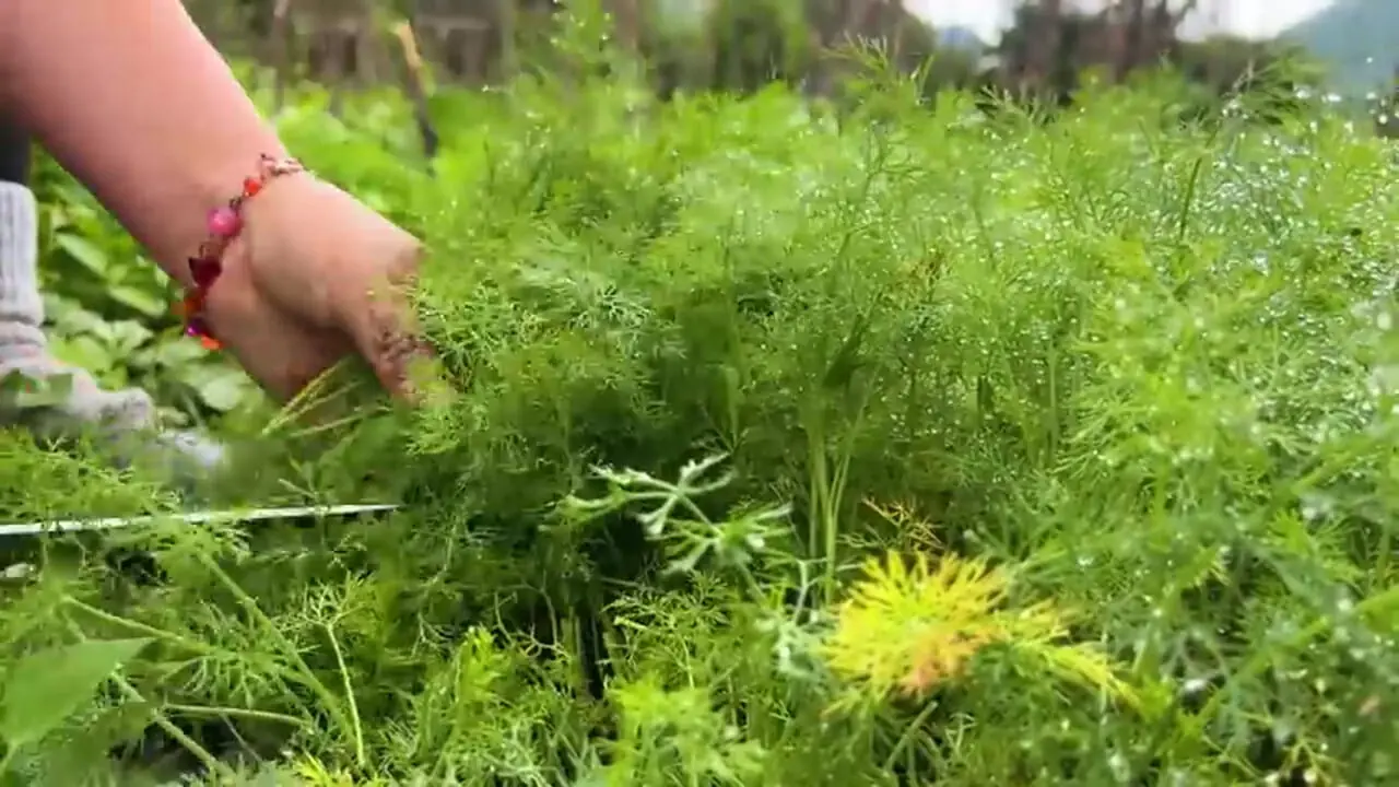 ببینید| غذای روستایی در آذربایجان؛ دوشیدن شیر تازه گاو و تهیه پنیر و خاچاپوری با آن