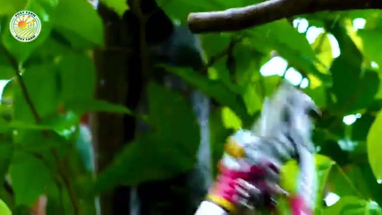 چگونه تایلندی ها میلیون ها میوه رامبوتان را برداشت و فرآوری می کنند؟