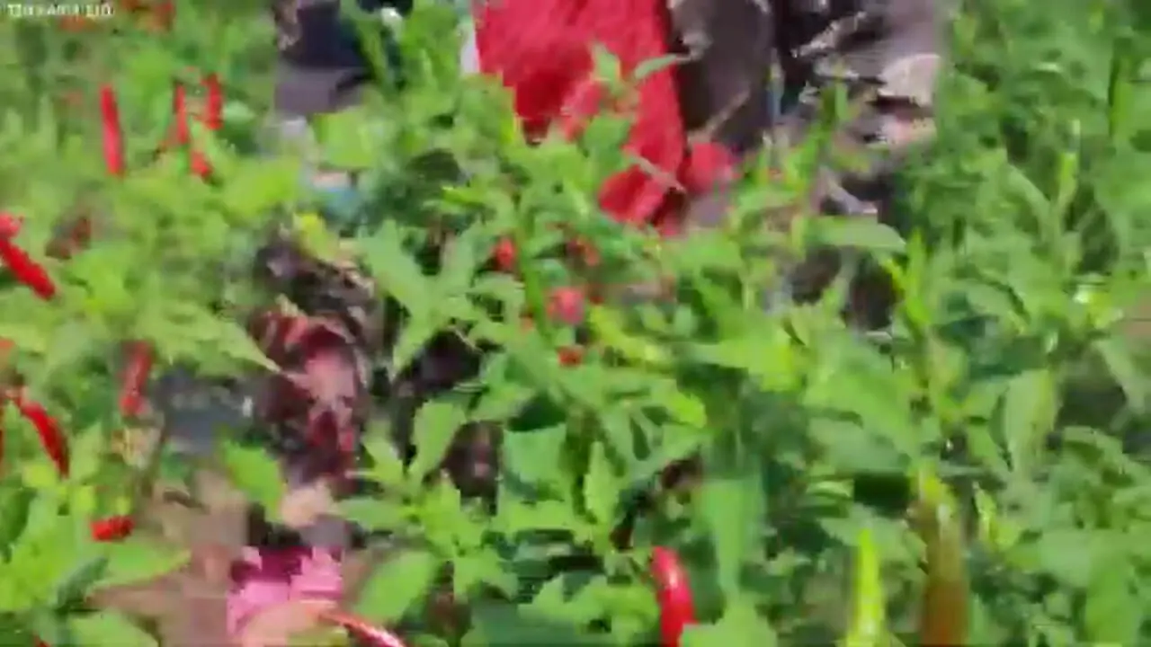 ببینید| چگونه کشاورزان آمریکایی صدها تن فلفل چیلی قرمز را برداشت و فرآوری می کنند؟